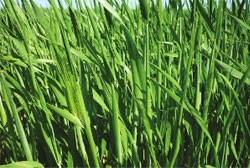 Etapele dezvoltării culturilor de cereale