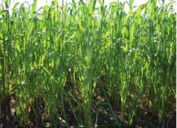 Etapele dezvoltării culturilor de cereale