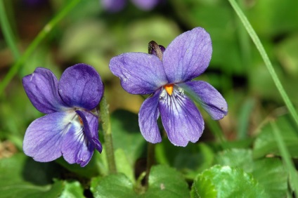 Violet ulei esential