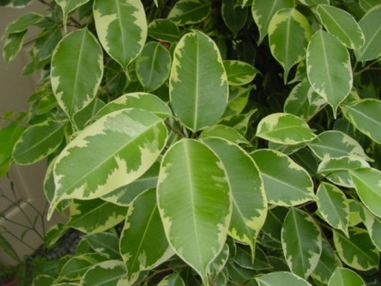 Ficus benjamina megtörés