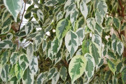 Ficus benjamina megtörés