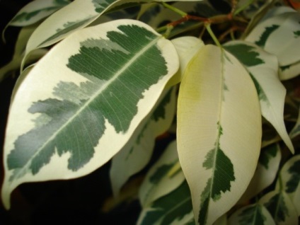 Ficus benjamina megtörés