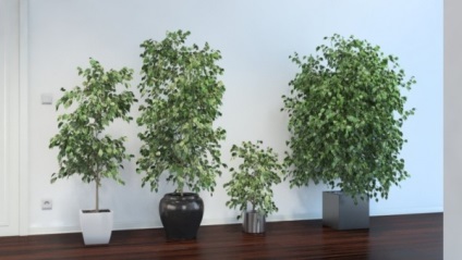 Ficus Benjamin Kinki