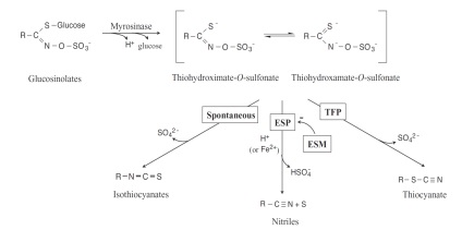 Phytochemistry № 4