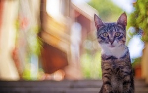 Fotografia pisicii, imagini frumoase și imagini de fundal