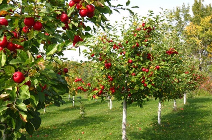 Pomi fructiferi pentru numele de grădină și fotografii