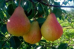 Pomi fructiferi pentru numele de grădină și fotografii