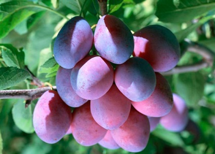 Pomi fructiferi pentru numele de grădină și fotografii