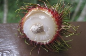 Fructul rambutan așa cum este, cultivarea, proprietățile utile, fotografia