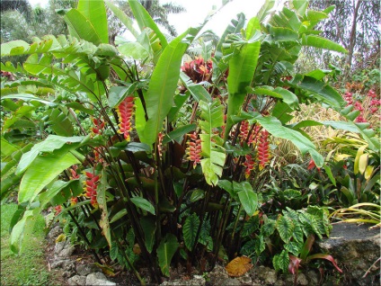 Heliconia (heliconia flowers) Heliconia (heliconia)