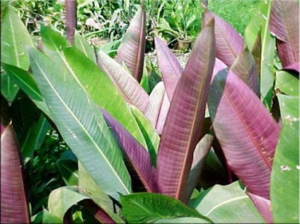 Геліконія (heliconia)