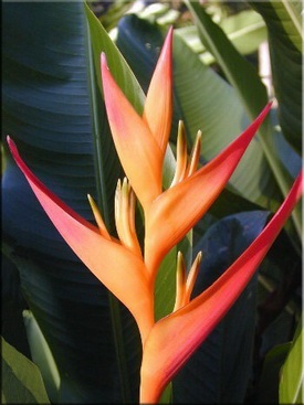 Heliconia (heliconia) (Brazília növények magassági levelek) Heliconia (heliconia)