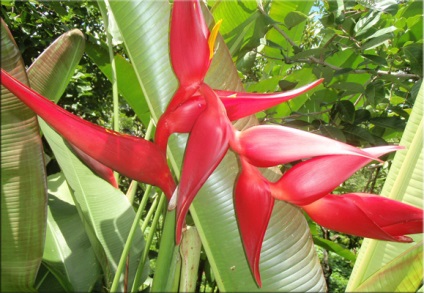 Heliconia (heliconia)