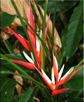 Heliconia (heliconia)