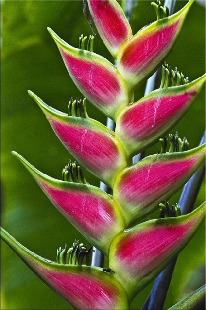 Heliconia (heliconia)