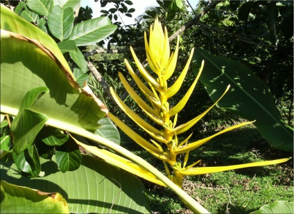 Heliconia (heliconia)