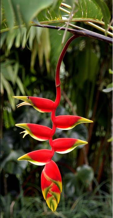Heliconia (heliconia) (heliconia gondozás) Heliconia (heliconia)