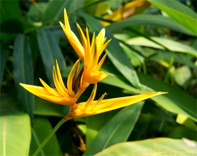 Descrierea Heliconia și florile