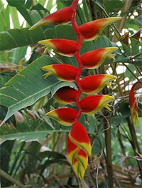 Heliconia floare nemuritoare muzee fine jumătate