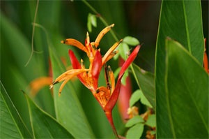 Heliconia floare nemuritoare muzee fine jumătate