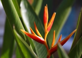 Heliconia otthoni gondozást