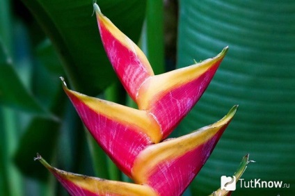 Heliconia otthoni gondozást