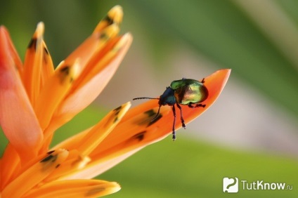 Heliconia otthoni gondozást