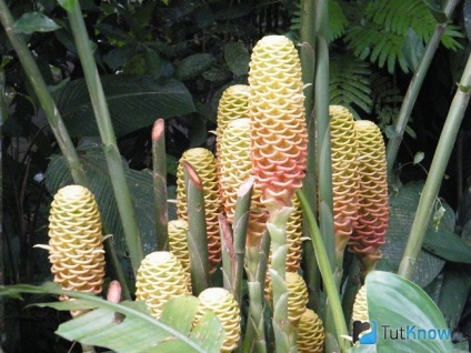 Heliconia otthoni gondozást