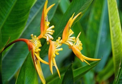 Heliconia de îngrijire la domiciliu, fotografii și videoclipuri