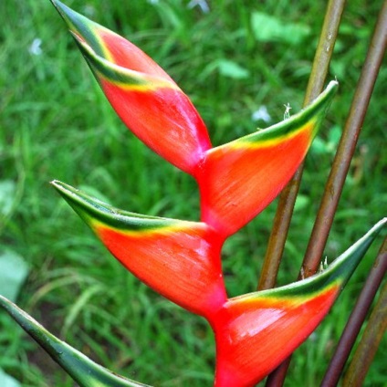 Heliconia otthoni gondozást, fotók fajok reprodukciós