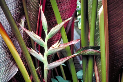 Heliconia - típusok, gondozás, tenyésztés, Greenhome