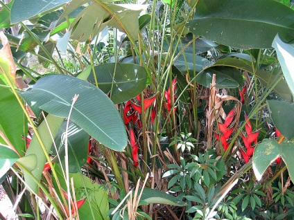 Heliconia - specii, îngrijire, reproducere, greenhome