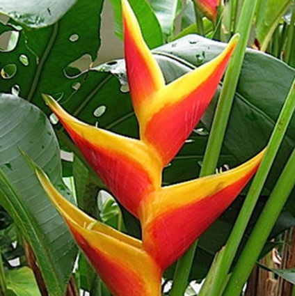 Heliconia - típusok, gondozás, tenyésztés, Greenhome