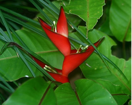 Heliconia - specii, îngrijire, reproducere, greenhome