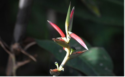 Heliconia - specii, îngrijire, reproducere, greenhome