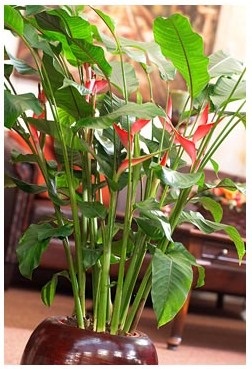 Heliconia - specii, îngrijire, reproducere, greenhome