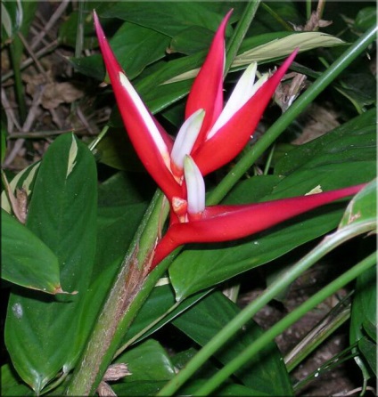 Heliconia - specii, îngrijire, reproducere, greenhome