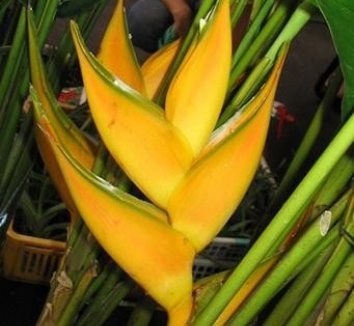 Heliconia - típusok, gondozás, tenyésztés, Greenhome