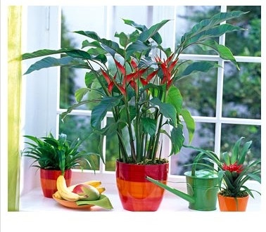 Heliconia - specii, îngrijire, reproducere, greenhome