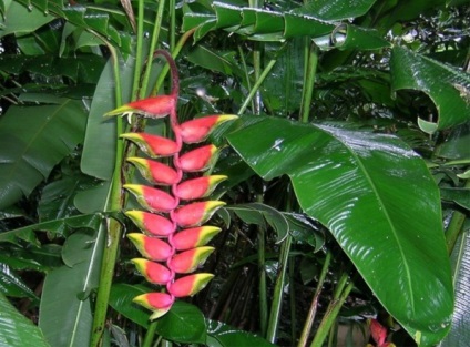 Heliconia - specii, îngrijire, reproducere, greenhome