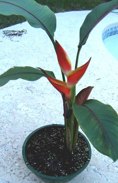 Heliconia - specii, îngrijire, reproducere, greenhome