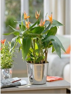 Heliconia - specii, îngrijire, reproducere, greenhome