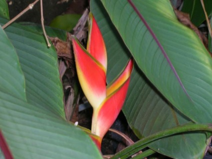 Heliconia - specii, îngrijire, reproducere, greenhome