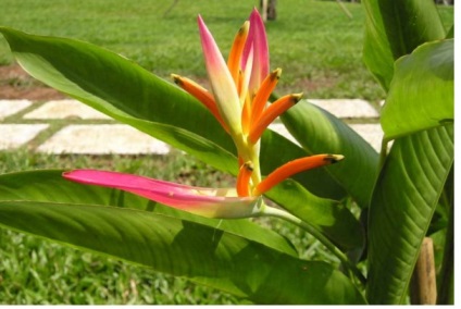 Heliconia - specii, îngrijire, reproducere, greenhome