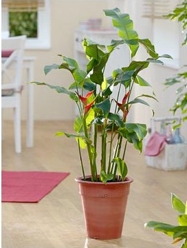 Heliconia - típusok, gondozás, tenyésztés, Greenhome