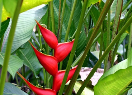 Heliconia - specii, îngrijire, reproducere, greenhome