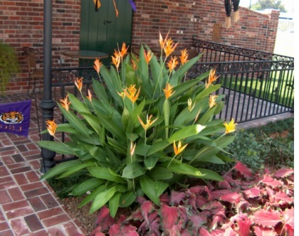 Heliconia - típusok, gondozás, tenyésztés, Greenhome