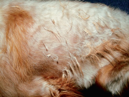 Hipotiroidism la câini, medic veterinar