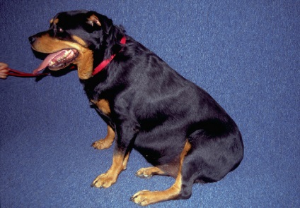 Hipotiroidism la câini, medic veterinar
