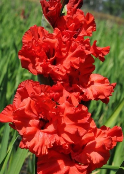 Gladiolus - clasificarea soiurilor, plantarea și fundamentarea culturilor